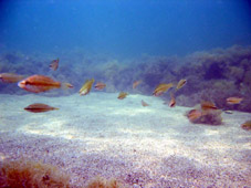 естественные рифы в Черном море