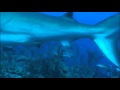 Карибские акулы видео